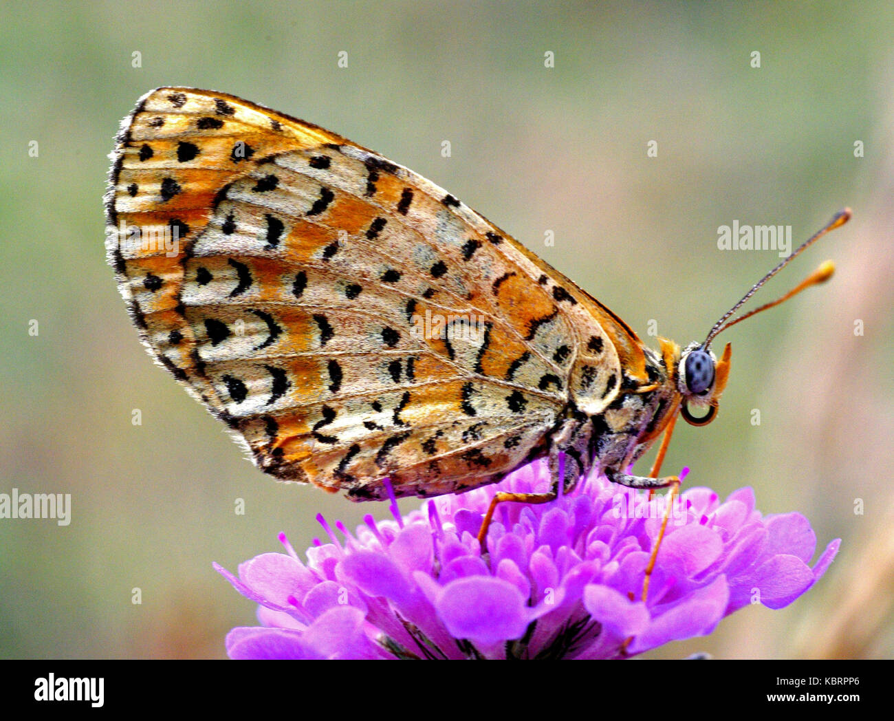 the butterfly Melitaea phoebe, the Knapweed fritillary, from the family Nymphphalidae Stock Photo