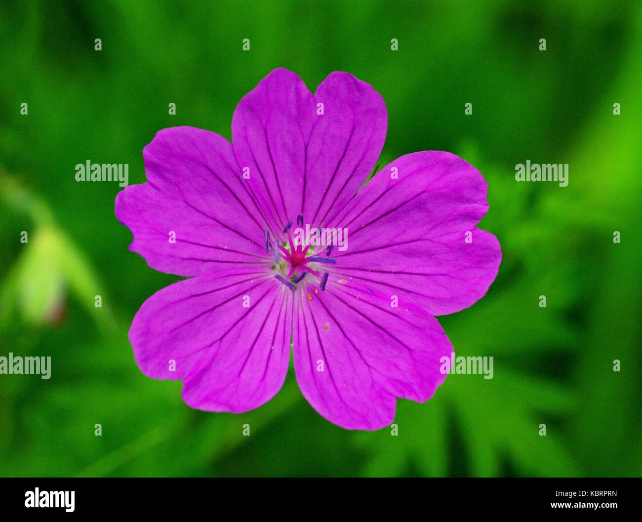 this is the wildflower Geranium columbinum, the Long-stalked crane's-bill or Dove's-foot, family Geraniaceae Stock Photo