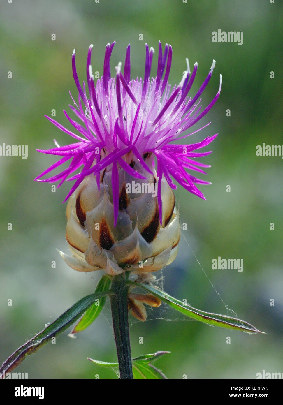 this is Centaurea deusta, the Cicada star thistle, from the family Asteraceae Stock Photo