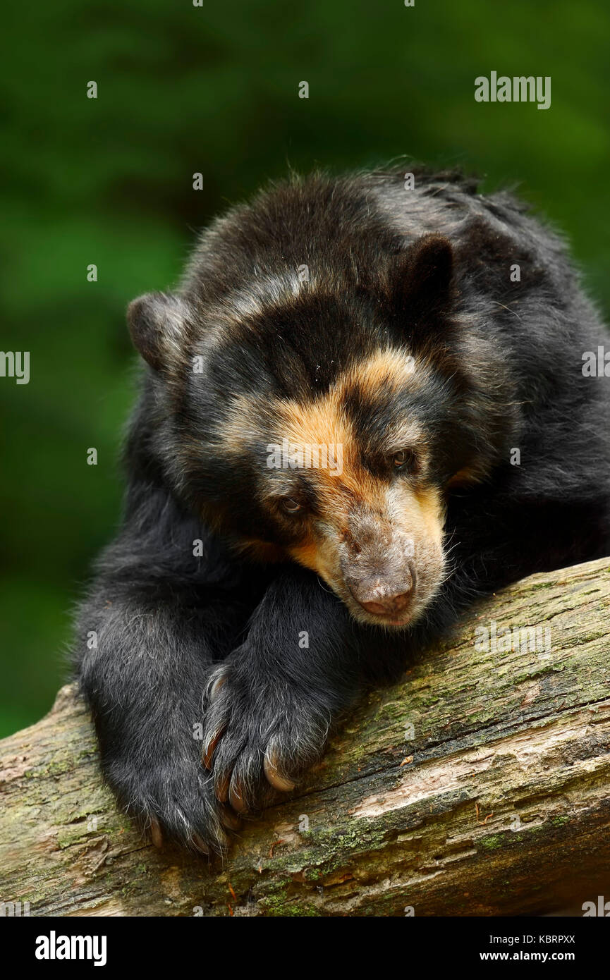 Spectacled Bear / (Tremarctos ornatus) | Brillenbaer / (Tremarctos ornatus) Stock Photo