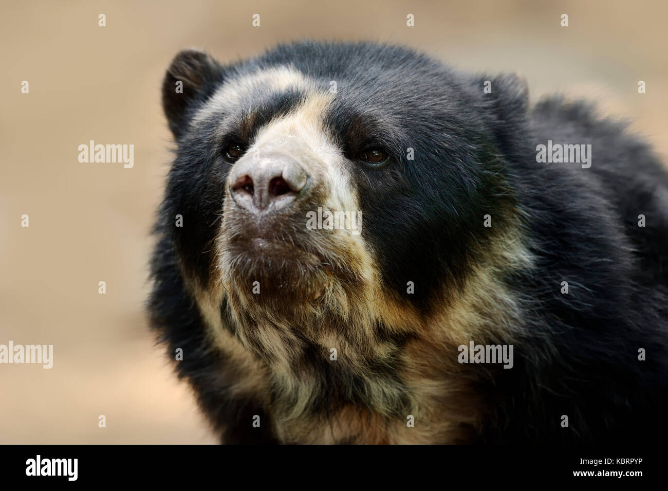 Spectacled Bear / (Tremarctos ornatus) | Brillenbaer / (Tremarctos ornatus) Stock Photo