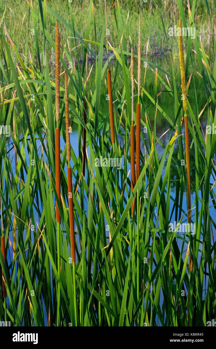 this is Typha angustifolia, the lLesser bulrush or Narrowleaf cattail, from the family Typhaceae Stock Photo