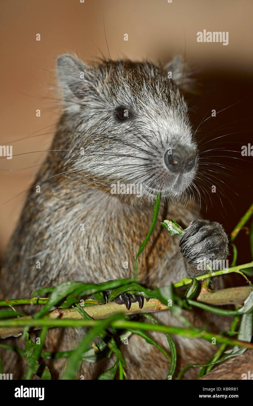 Cuban Hutia / (Capromys pilorides) | Kuba-Baumratte / (Capromys ...