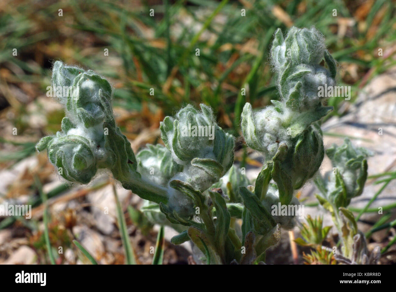 the plant Filago vulgaris, the Common  Cudweed, family Asteraceae Stock Photo