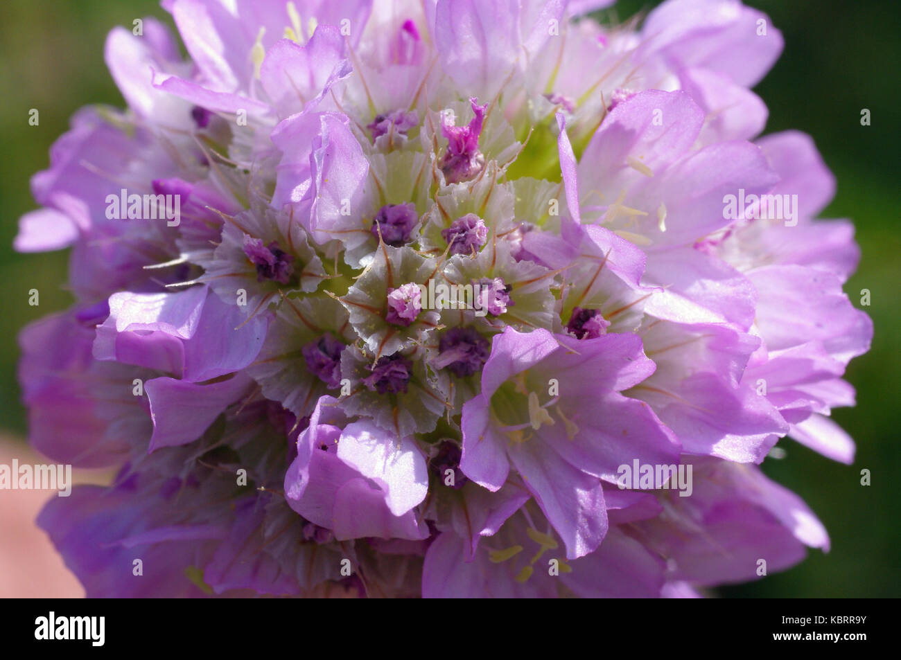 this is the wildflower Armeria canescens, from the family Plumbaginaceae Stock Photo