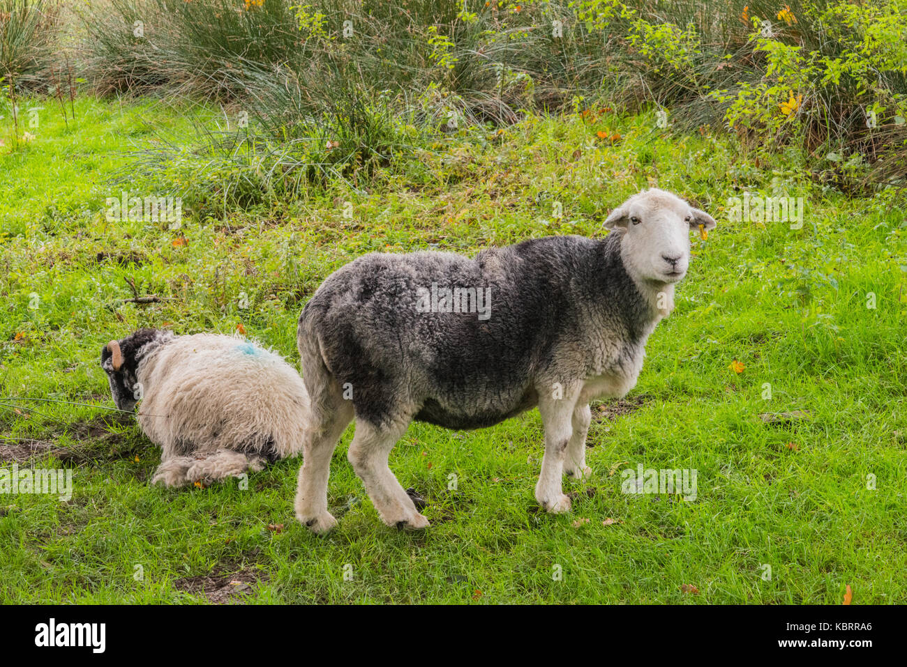 The hardy Cumbrian Herdwick sheep grazing in a field in the English Lake District National Park, England, UK Stock Photo