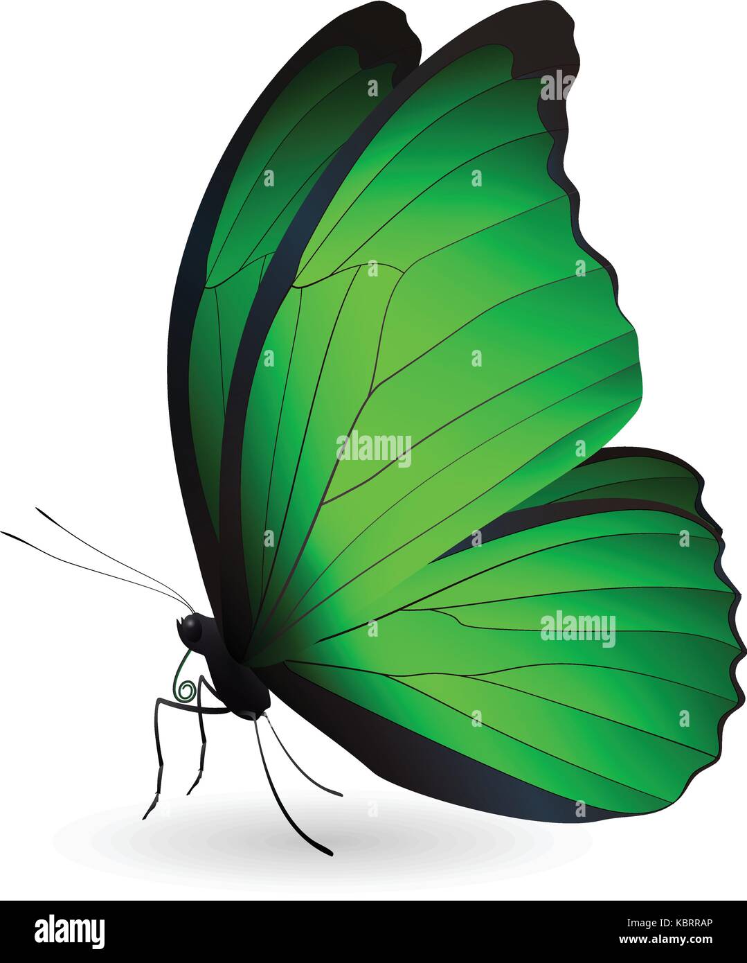 Beautiful butterfly isolated on a white background Stock Vector Image ...