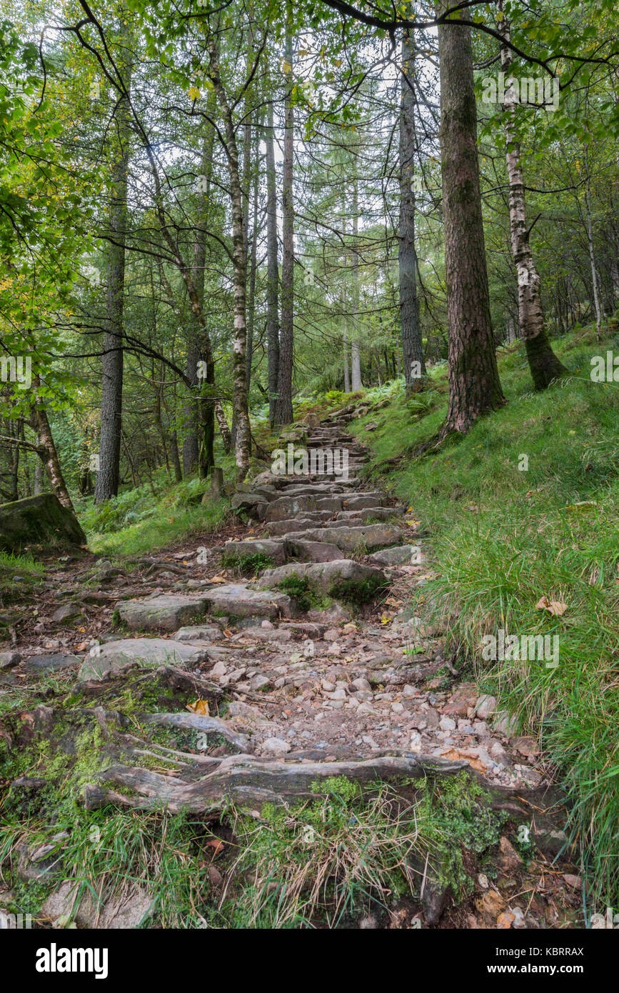 A quiet woodland path winding uphill through the trees at the side of ...