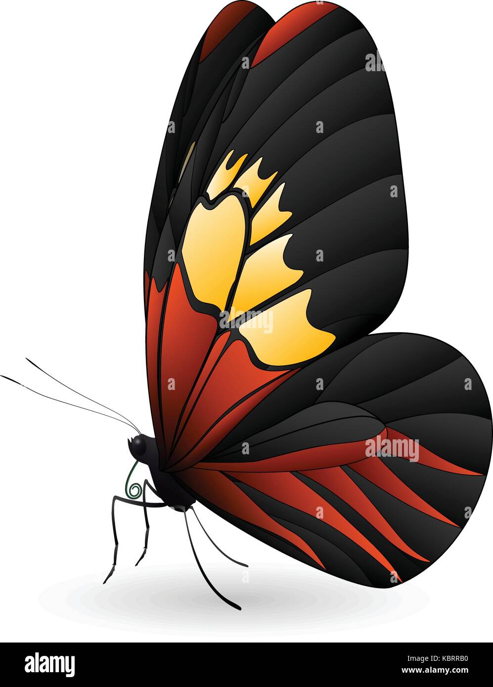 Beautiful butterfly isolated on a white background Stock Vector Image ...
