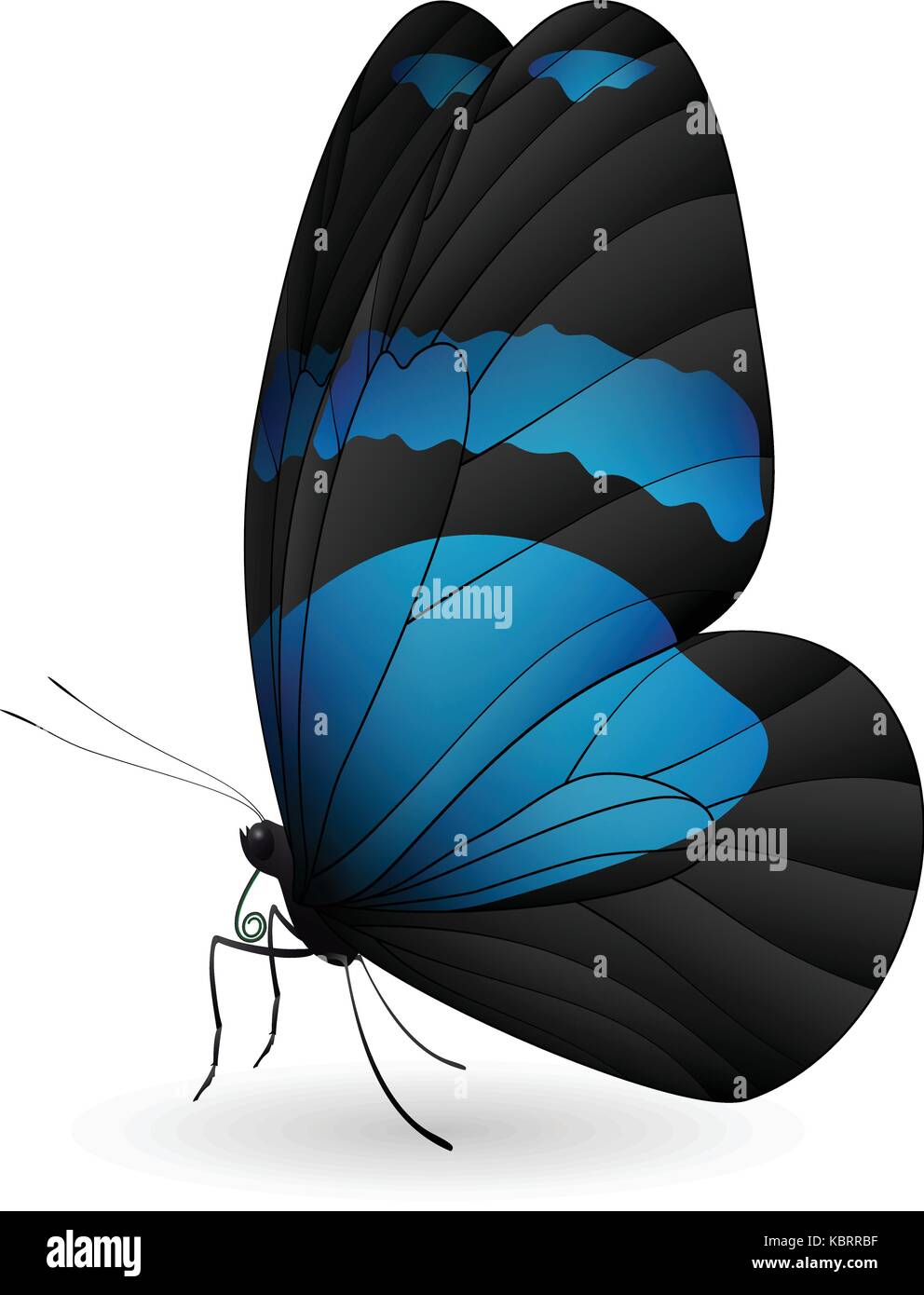 Beautiful butterfly isolated on a white background Stock Vector Image ...