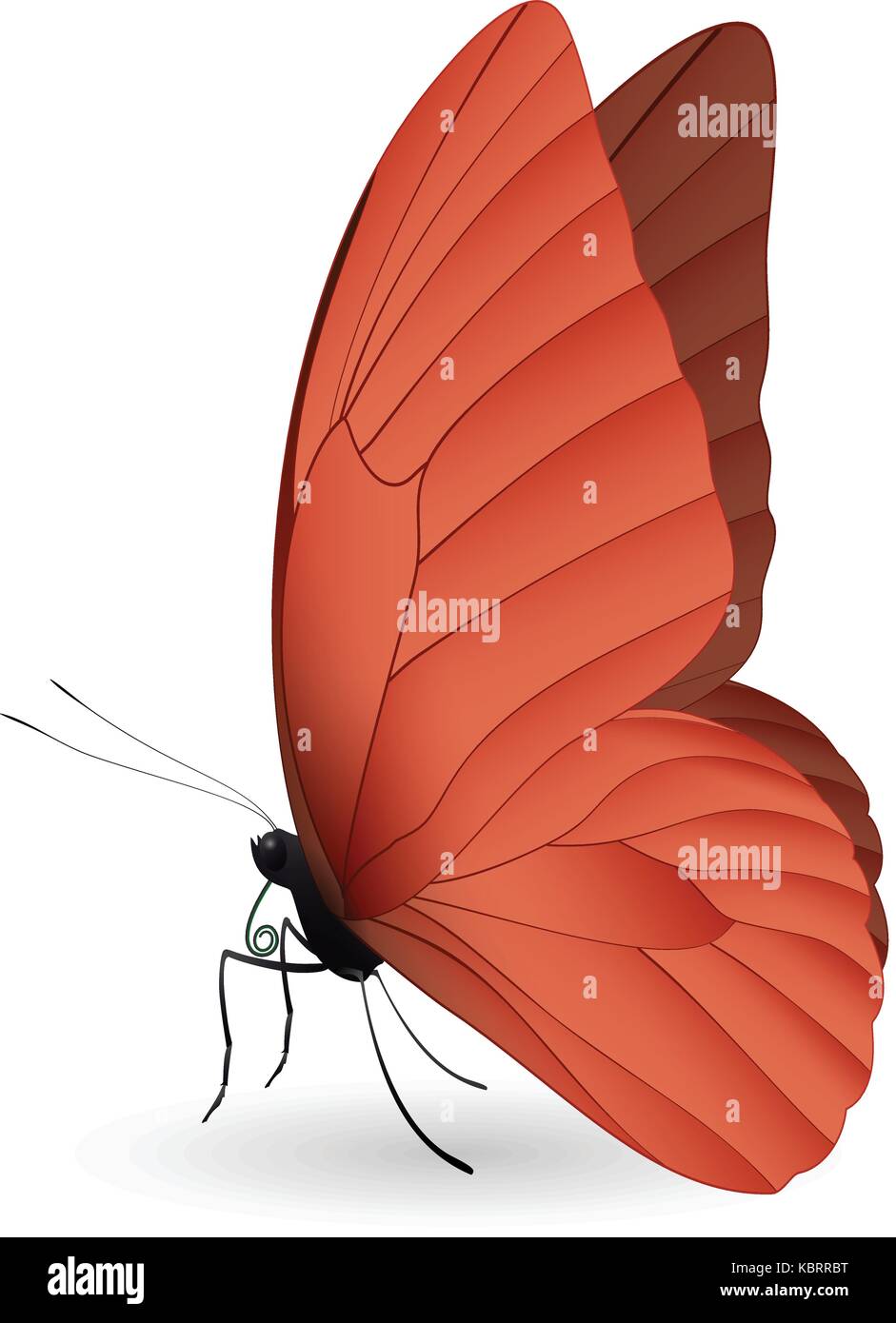 Beautiful butterfly isolated on a white background Stock Vector Image ...
