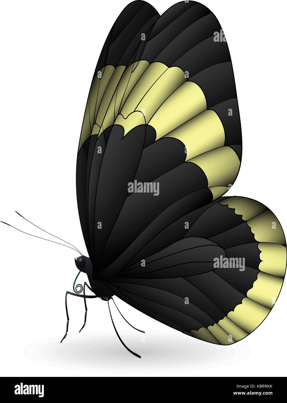 Beautiful butterfly isolated on a white background Stock Vector Image ...