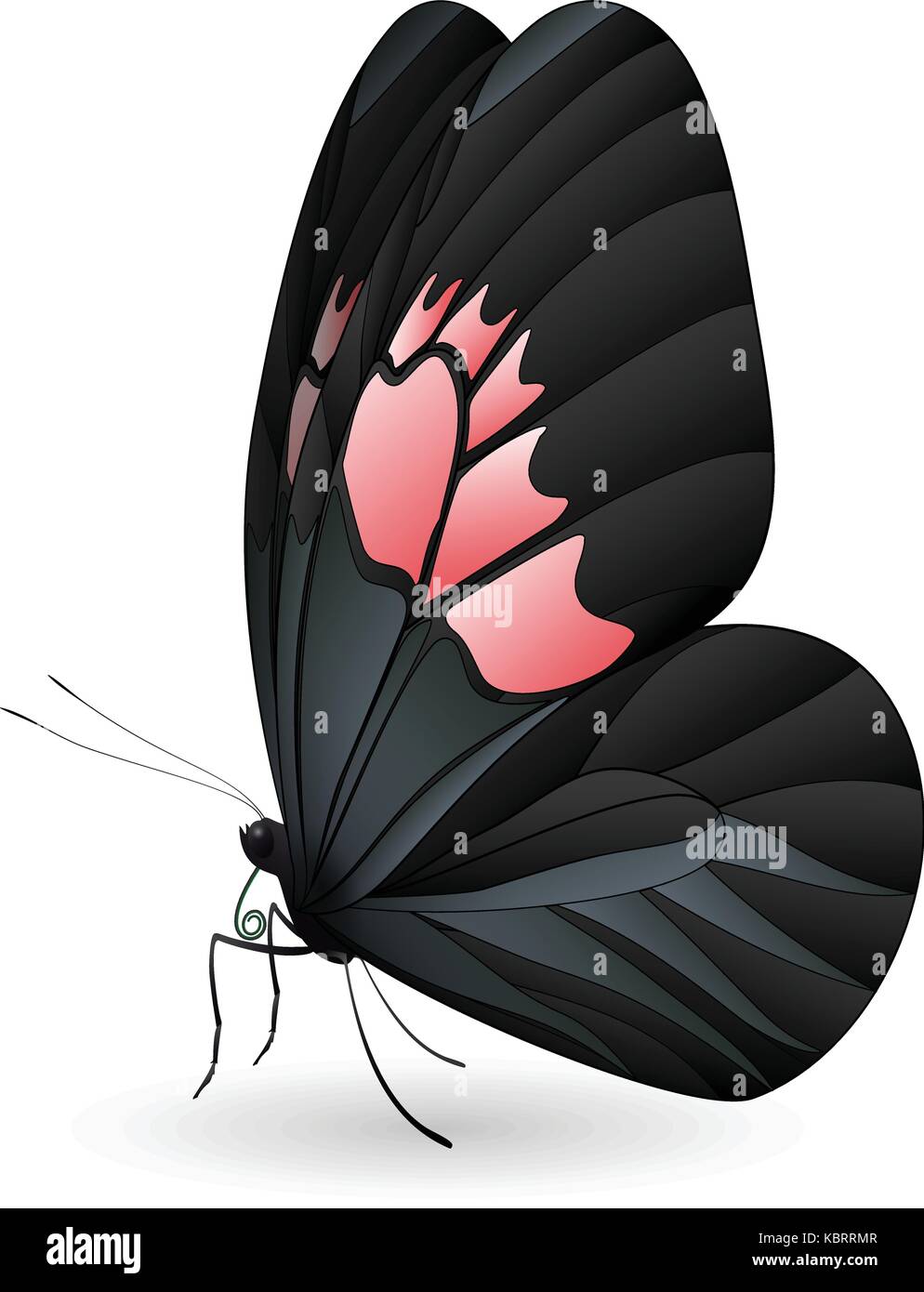 Beautiful butterfly isolated on a white background Stock Vector Image ...