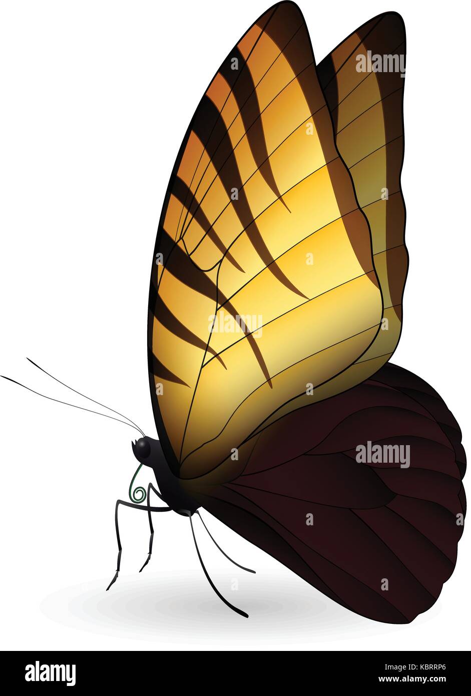 Beautiful butterfly isolated on a white background Stock Vector Image ...