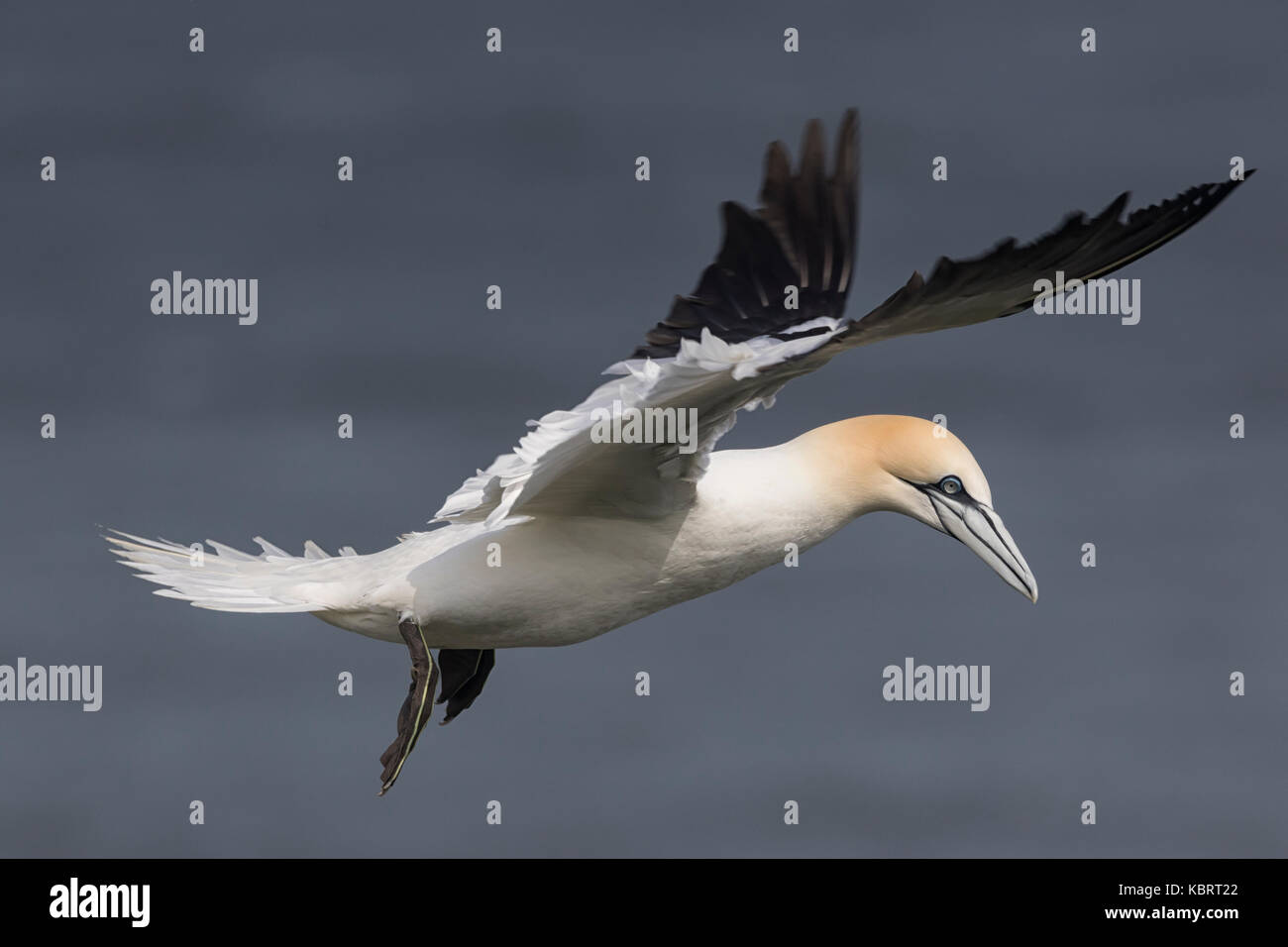 Gannets on Bempton Cliffs, springtime. Stock Photo