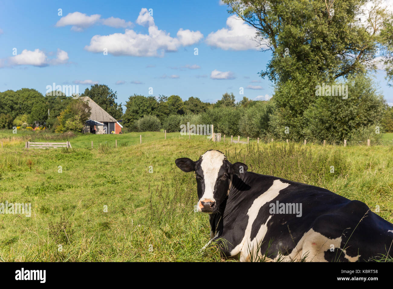 Dutch black and white Holstein cow in Groningen, Netherlands Stock ...