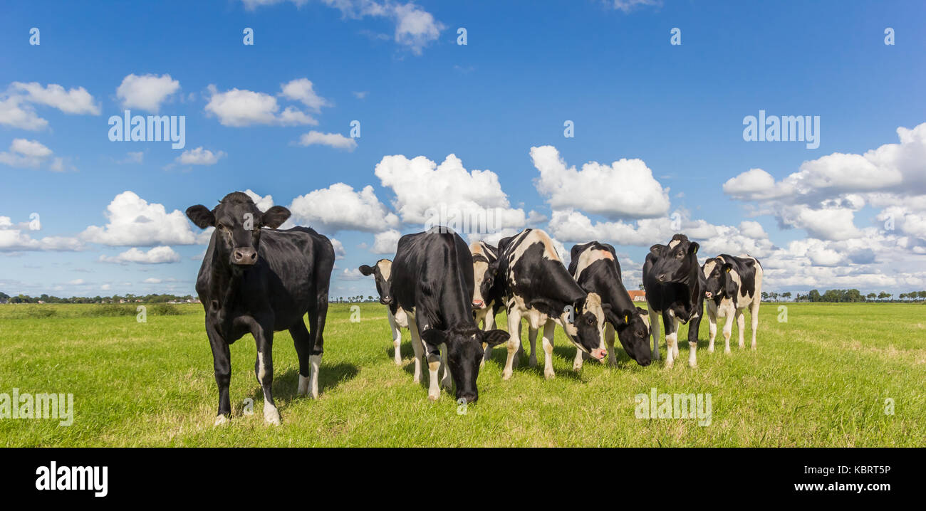 Panorama of dutch black and white Holstein cows in Holland Stock Photo ...