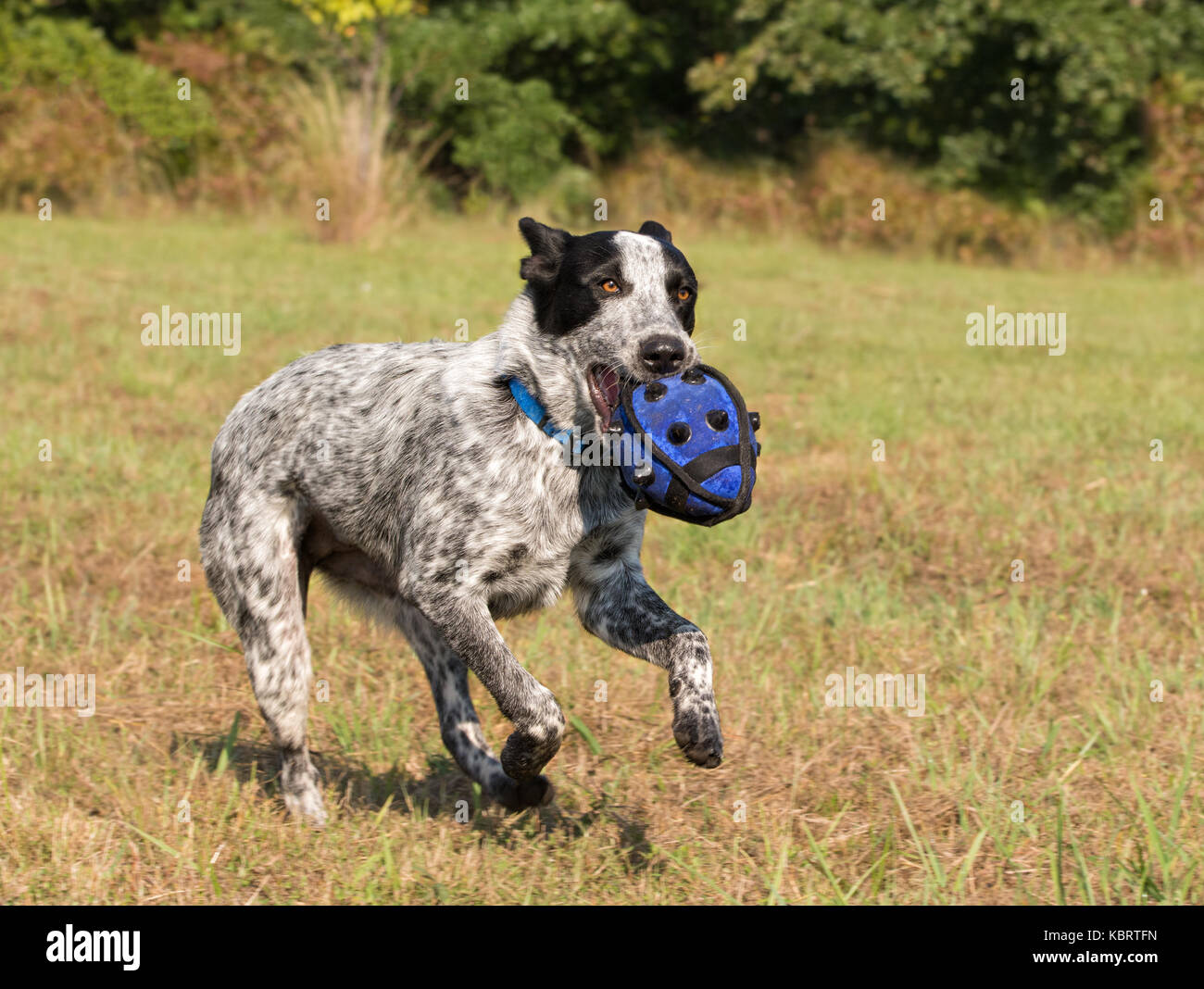 Texas Heeler running fast carrying a ball in her mouth Stock Photo