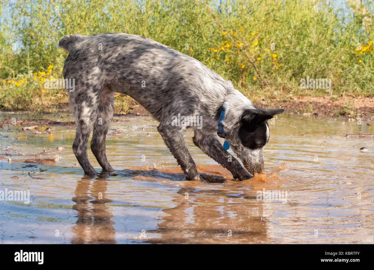 Black and white spotted dog splashing in a mud puddle Stock Photo
