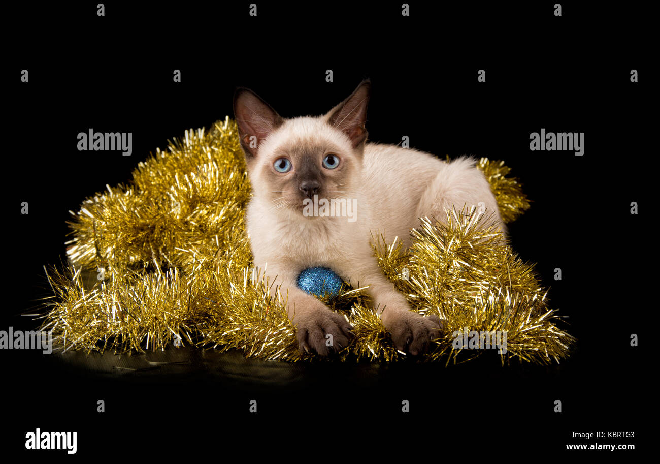 Adorable Siamese kitten in gold tinsel, on black background Stock Photo