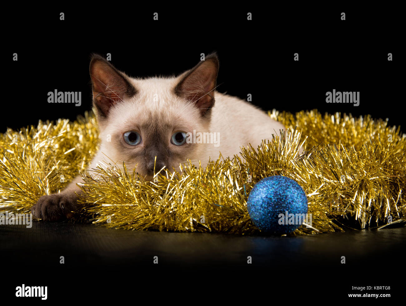 Beautiful siamese kitten in gold tinsel, about to attack a bauble, on black background Stock Photo