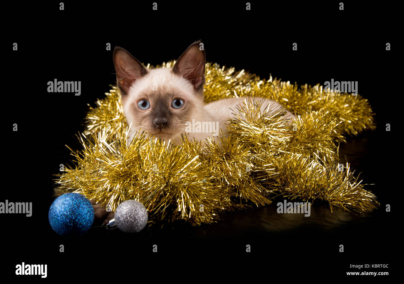 Beautiful siamese kitten in gold tinsel with baubles, on black background Stock Photo