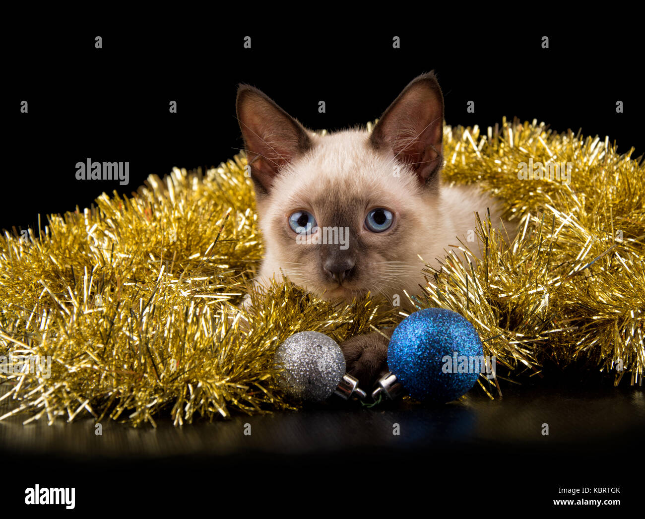 Beautiful Siamese kitten in gold Christmas tinsel, with two glittery baubles, on black background Stock Photo