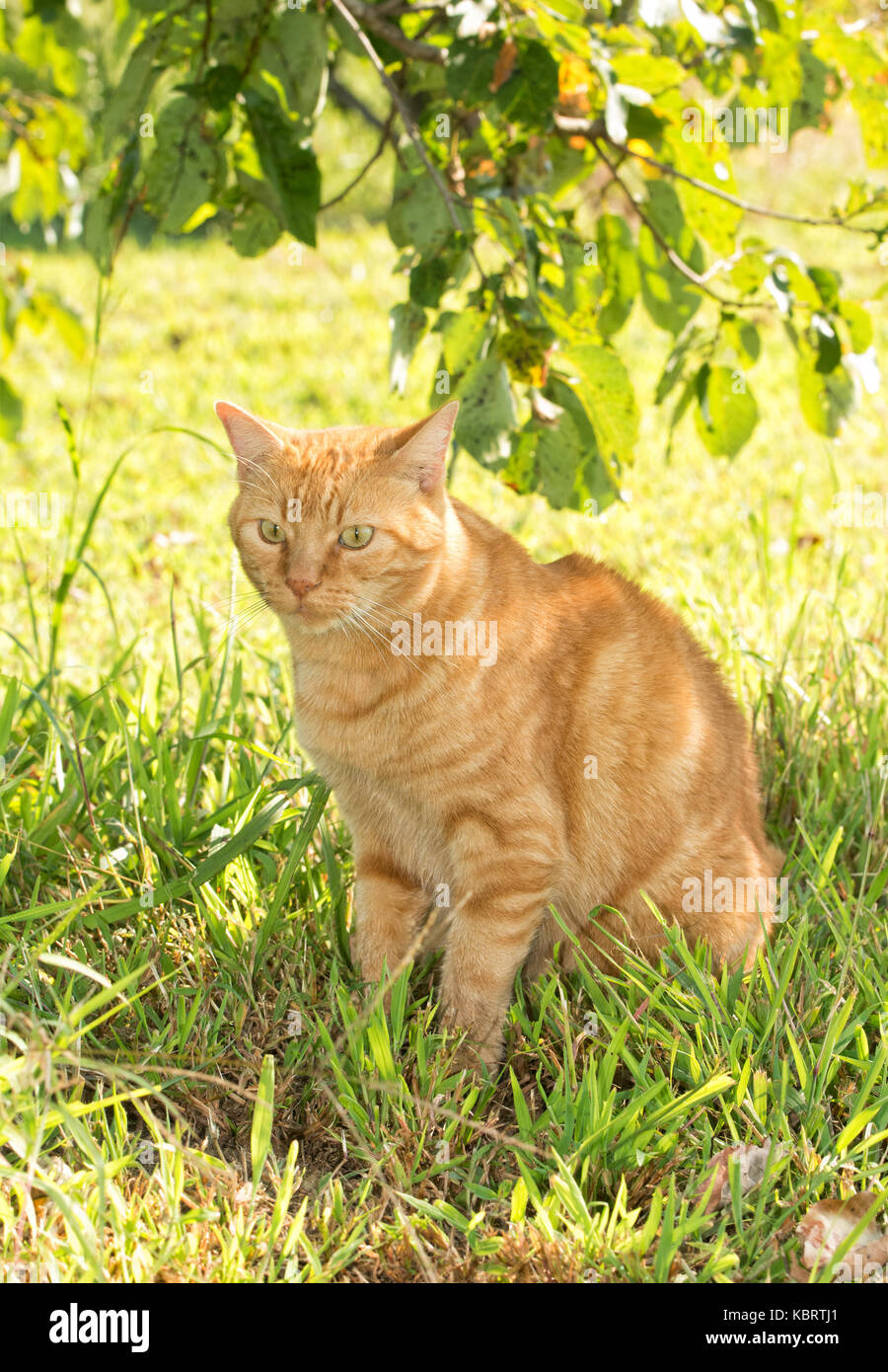 Ginger tabby cat sitting in the shade of a tree Stock Photo - Alamy