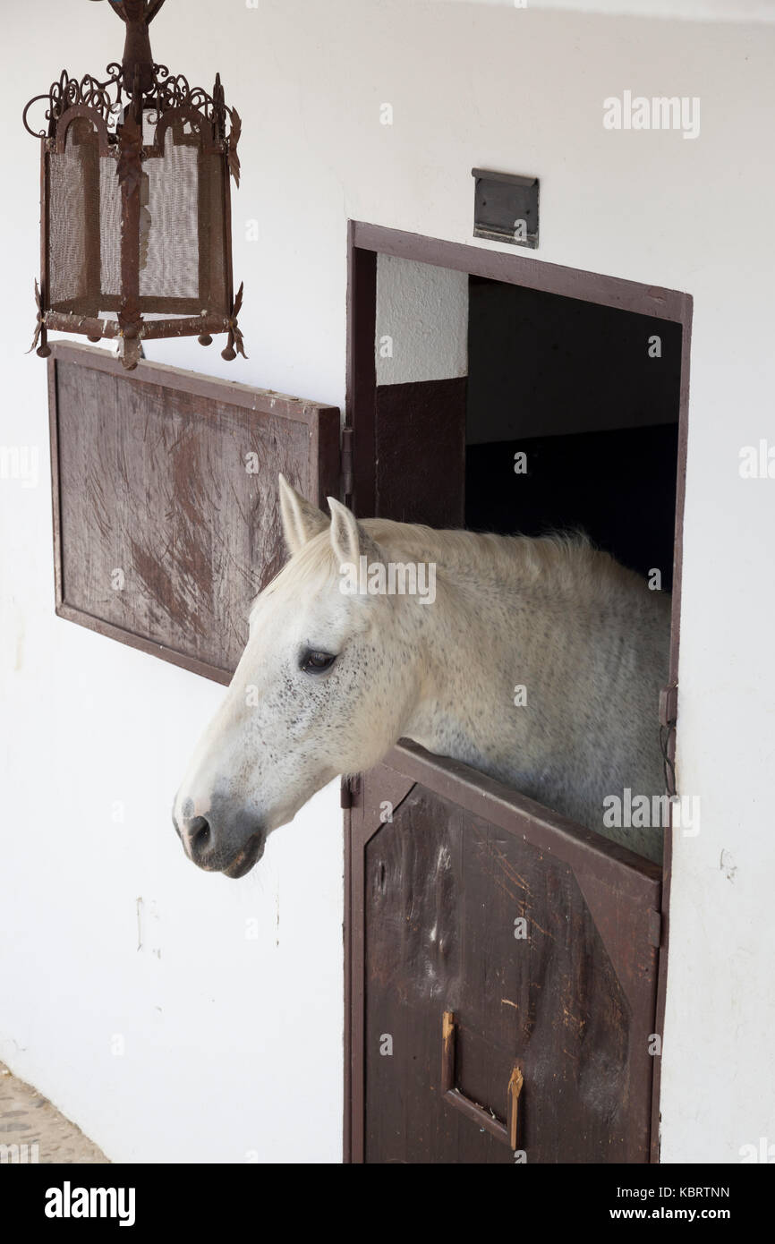Ronda, Spain: A horse in its stable at the Plaza de Toros de Ronda. Stock Photo