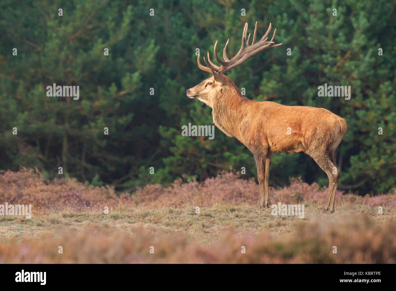Red deer Cervus elaphus stag with big antlers during rutting season in heathland with a dark forest on the background. Stock Photo