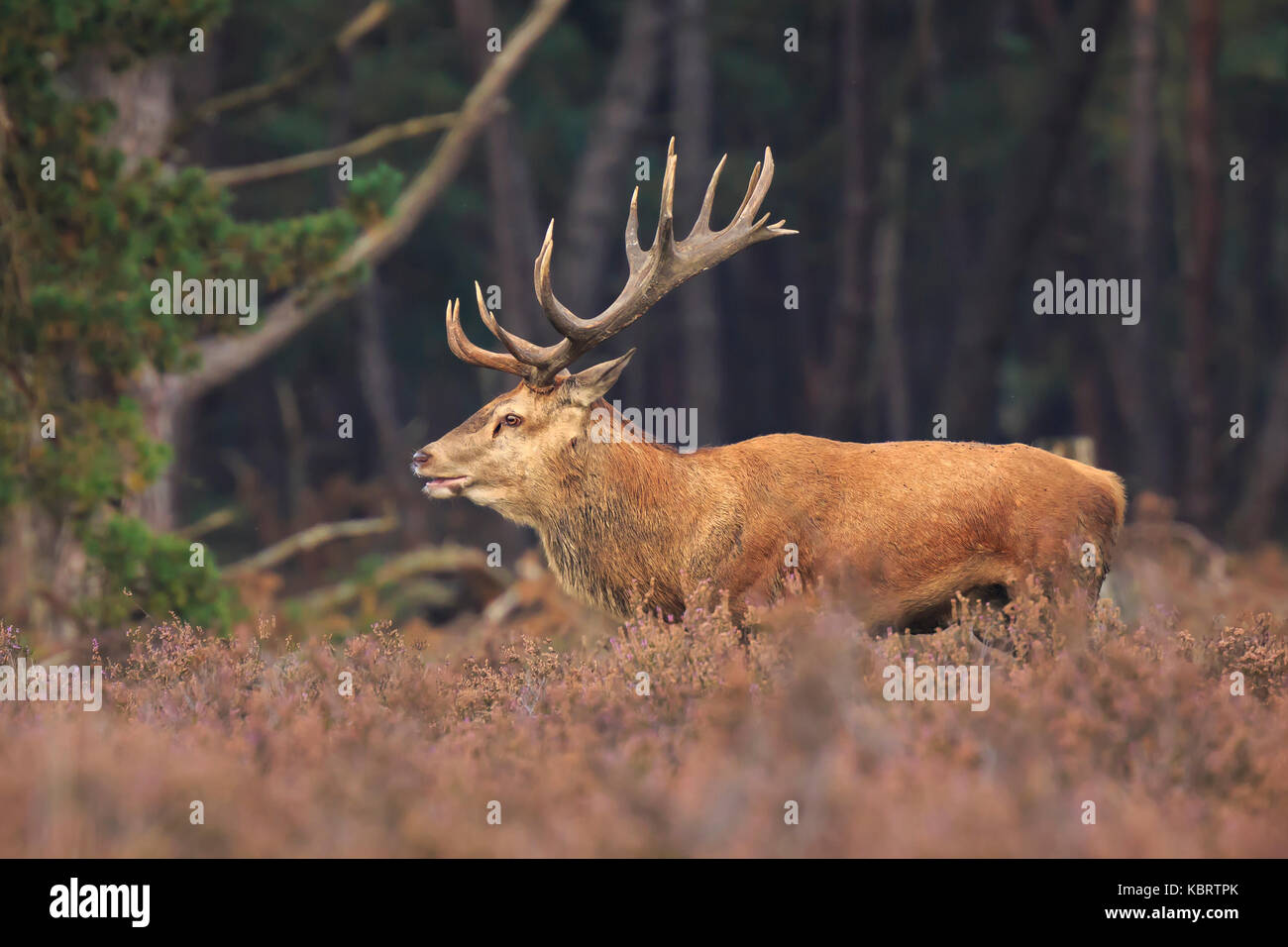 Red deer Cervus elaphus stag with big antlers roaring and rutting showing territorial behaviour during Autumn season. Stock Photo