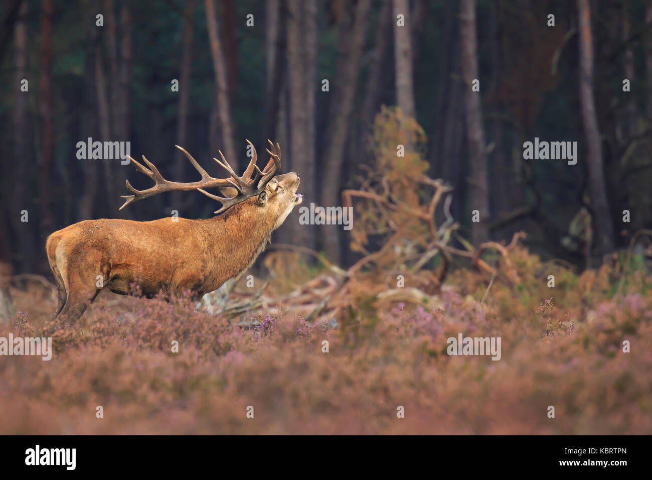 Red deer Cervus elaphus stag with big antlers roaring and rutting showing territorial behaviour during Autumn season. Stock Photo