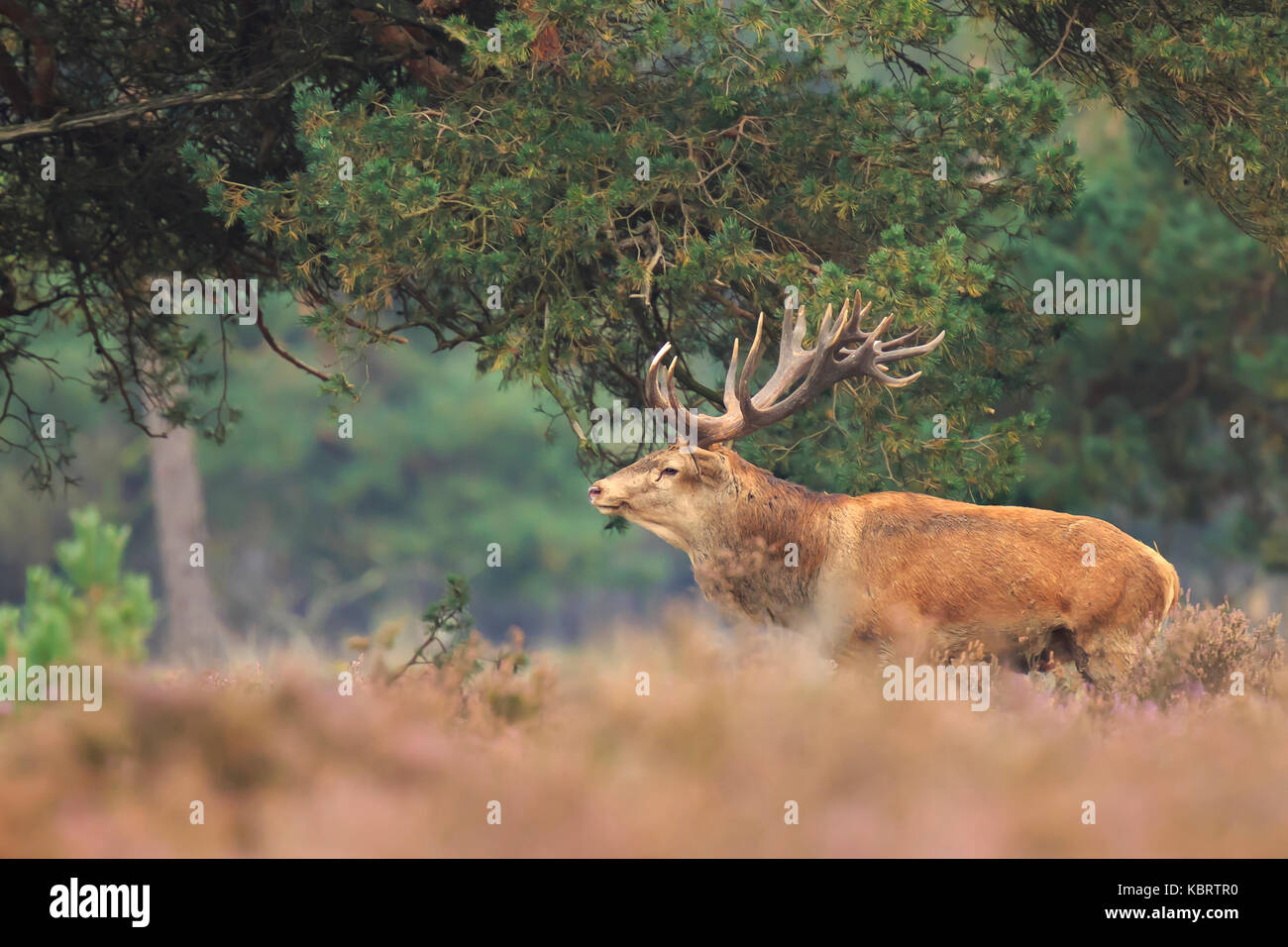 Red deer Cervus elaphus stag with big antlers during rutting season in heathland with a dark forest on the background. Stock Photo