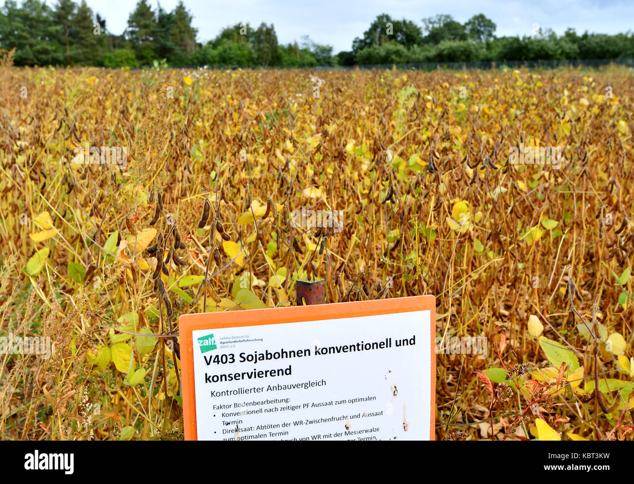 Muencheberg, Germany. 13th Sep, 2017. A test field with differnt soy types pictured in Muencheberg, Germany, 13 September 2017. The Leibnitz-Centre for Agricultural research (ZALF) researches the ideal producing conditions and types for soy production in Germany. Credit: Bernd Settnik/dpa-Zentralbild/dpa/Alamy Live News Stock Photo