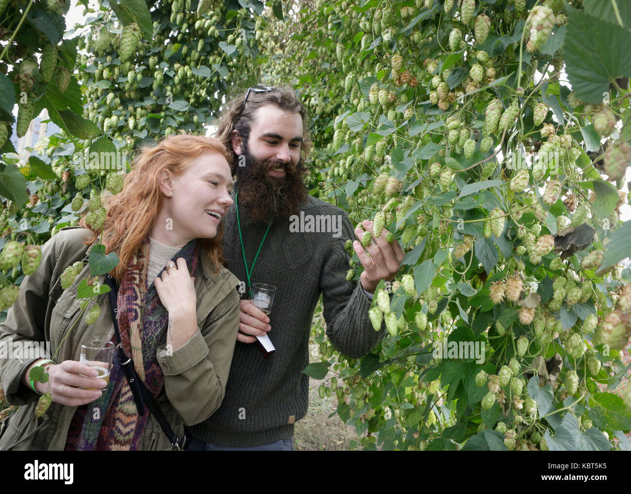 Abbotsford, Canada. 1st Oct, 2017. People visit a hops farm during the the third British Columbia (BC) Hop Festival in Abbotsford, east of Vancouver in Canada, on Sept. 30, 2017. The one-day event celebrated the end of the hops harvest here on Saturday, which ran for about three weeks starting at the end of August. Hops are small cone-shaped buds that are used to season a beer, providing bitterness, aroma and flavor. Credit: Liang Sen) (zjl/Xinhua/Alamy Live News Stock Photo