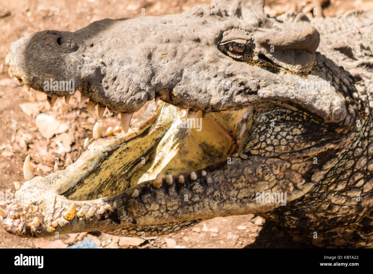 Cuban crocodile (crocodylus rhombifer) critically endangered reptile endemic to Cuba Stock Photo