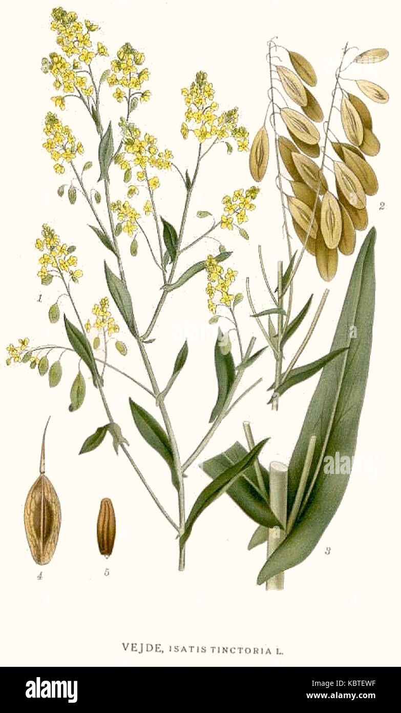Isatis tinctoria, commonly known as woad, is a plant species in the ...