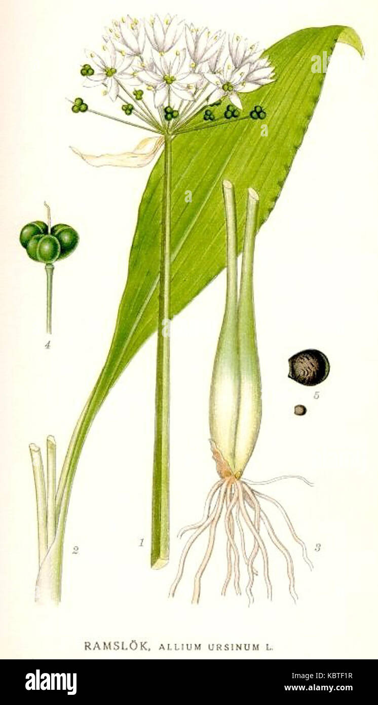 387 Allium ursinum Stock Photo