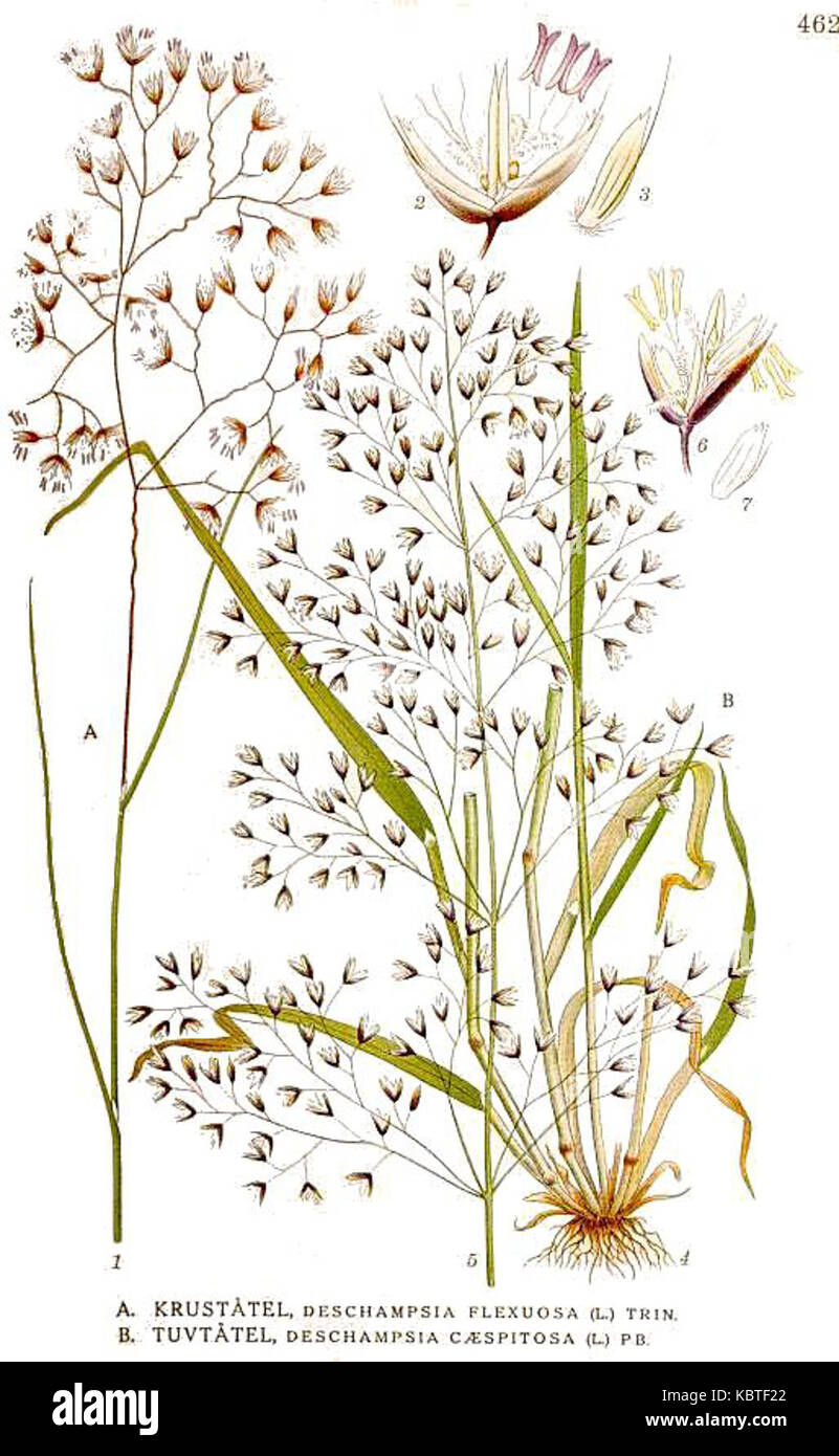 462 Deschampsia caespitosa, D. flexuosa Stock Photo