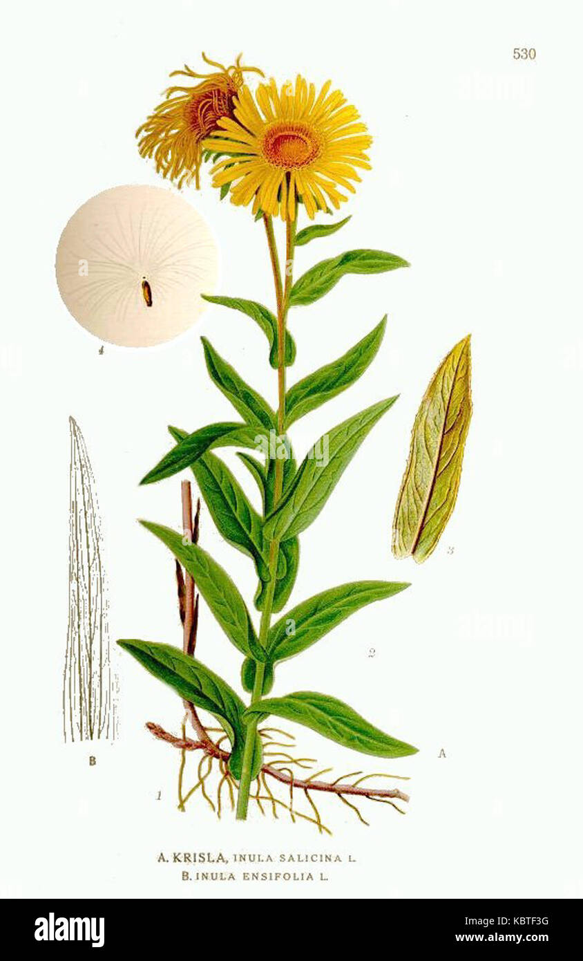 550 Inula salicina, Inula ensifolia Stock Photo