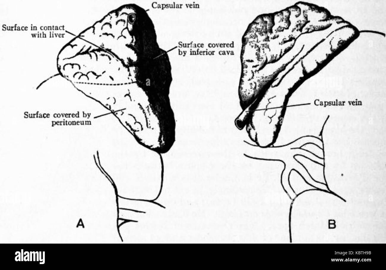 Britannica Ductless Glands 3 Stock Photo Alamy