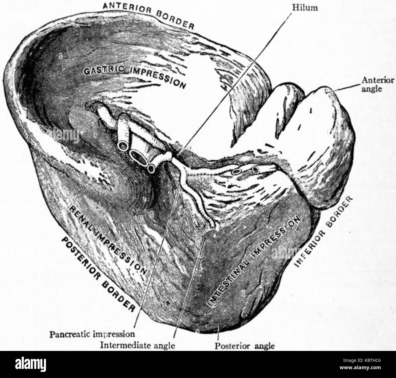 Britannica Ductless Glands 1 Stock Photo Alamy