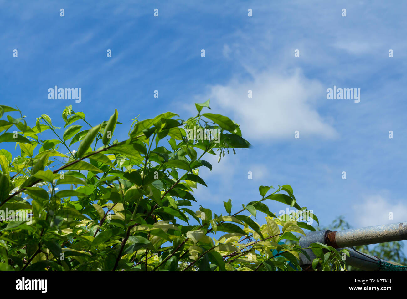 Green plant against the blue sky in good weather days Stock Photo