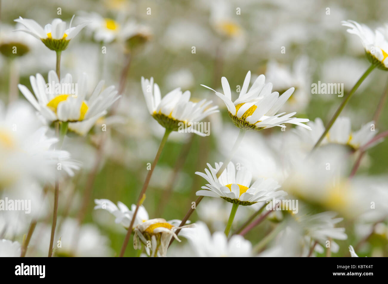 Daisy field Stock Photo