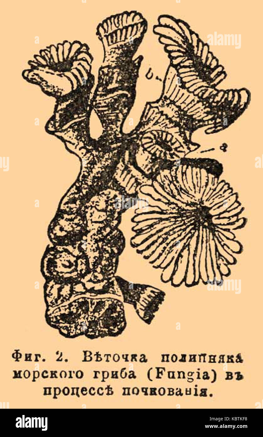 Коралловые полипы гермафродиты. Коралловые полипы. Коралловые полипы виды систематика. Коралловые полипы гермафродиты. Почкование кишечнополостных.