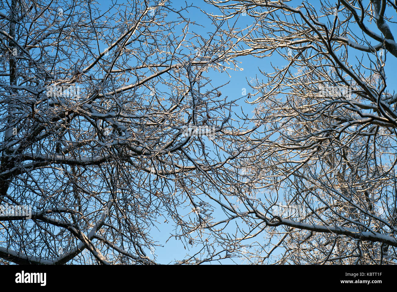 Winter snow branches of tree on a blue sky background Stock Photo - Alamy
