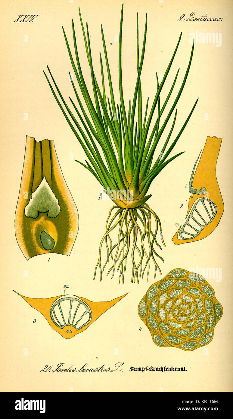 Illustration Isoetes lacustris0 Stock Photo