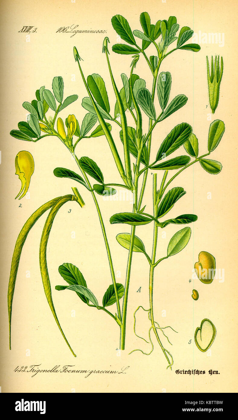 Illustration Trigonella foenum graecum0 Stock Photo