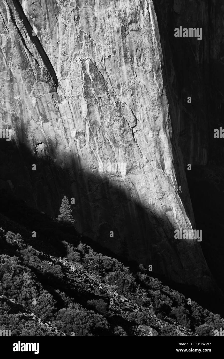 Lone tree at the base of El Capitan, Yosemite Stock Photo