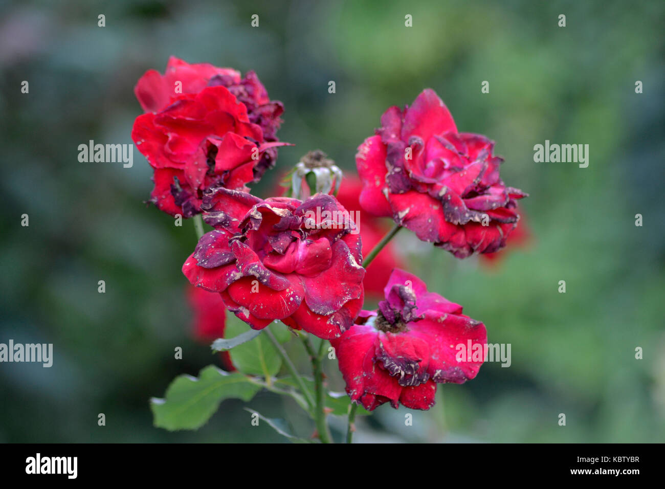 Roses with petals wilted Stock Photo Alamy